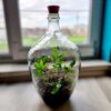 Páfrányerdő - Florárium