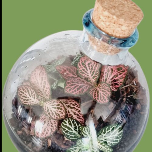 Florárium workshop Azúr